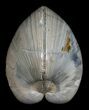 Polished Fossil Clam - Large Size #5259-1